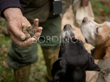 foto principale del terreno