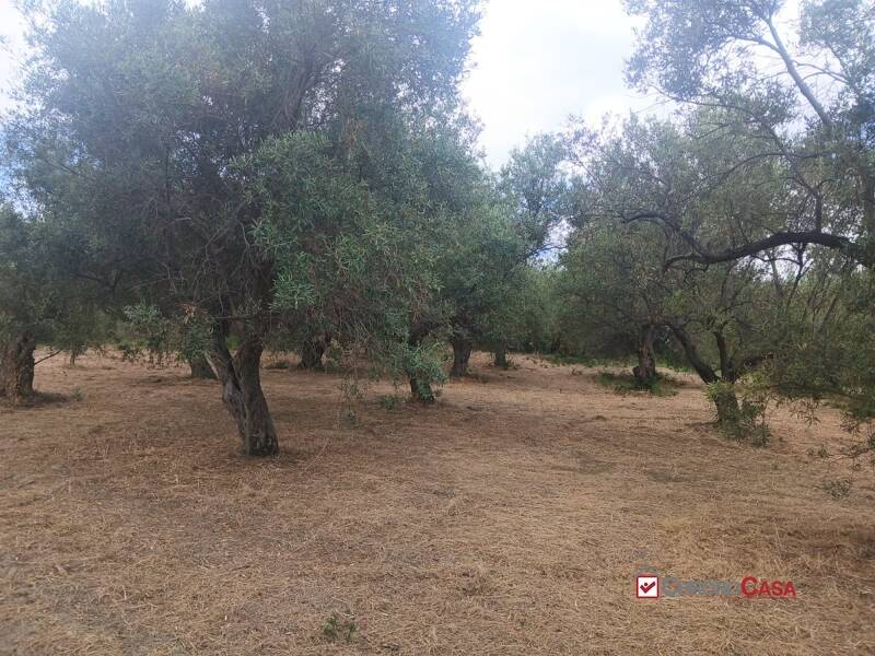foto principale del terreno