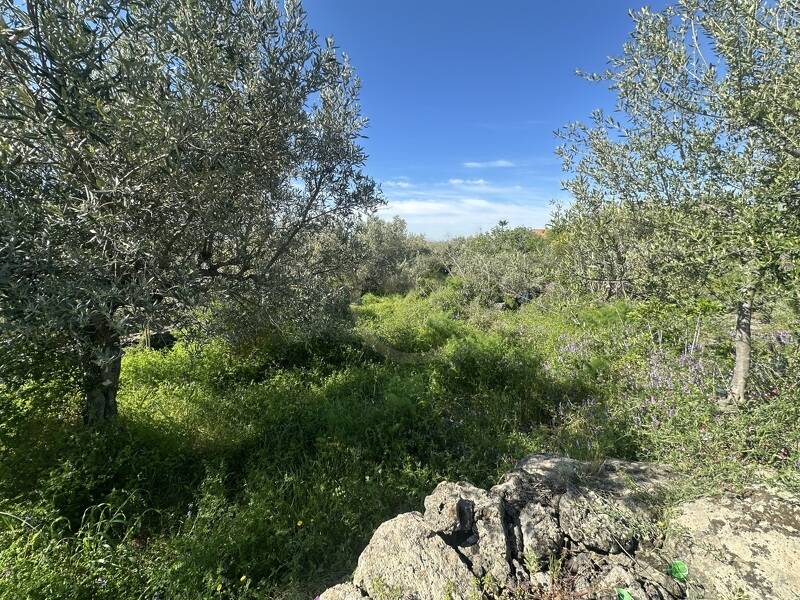 foto principale del terreno