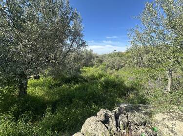 foto principale del terreno