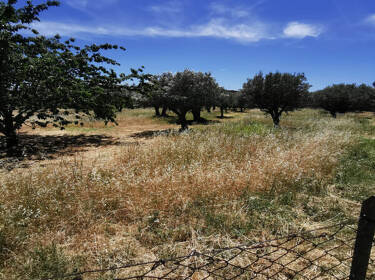 foto principale del terreno