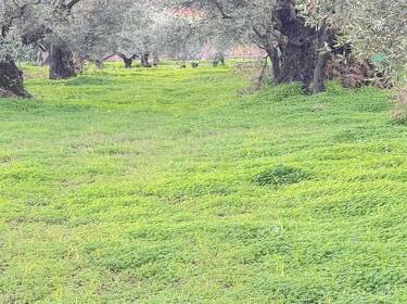 foto principale del terreno