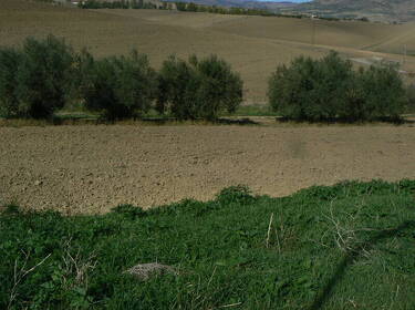 foto principale del terreno