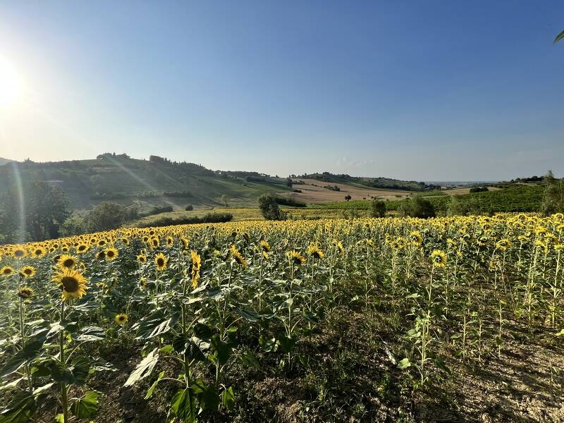 foto principale del terreno