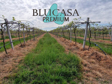 foto principale del terreno