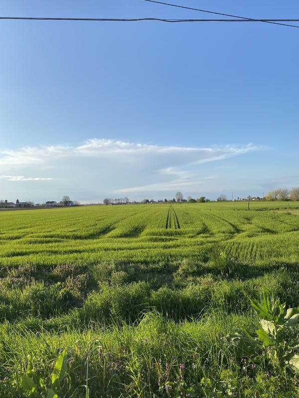 foto principale del terreno