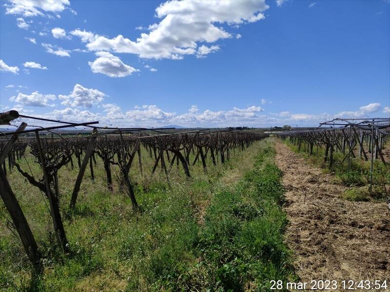 foto principale del terreno