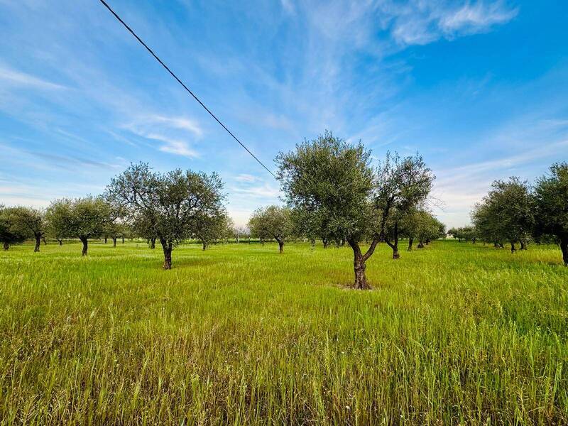 foto principale del terreno