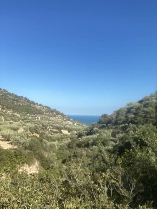 foto principale del terreno