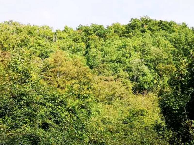 foto principale del terreno