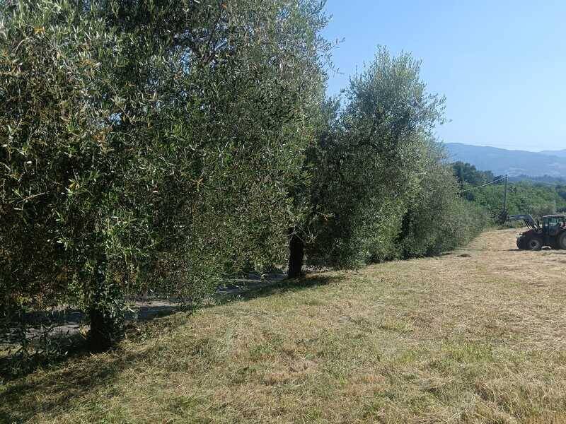 immagine annuncio 2 di 4
