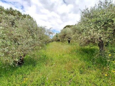 foto principale del terreno