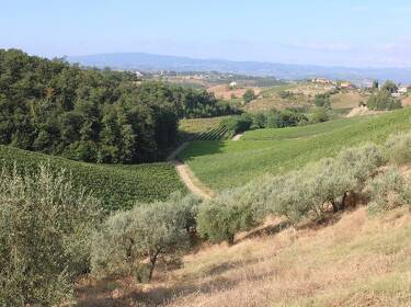 foto principale del terreno