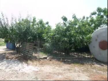 foto principale del terreno