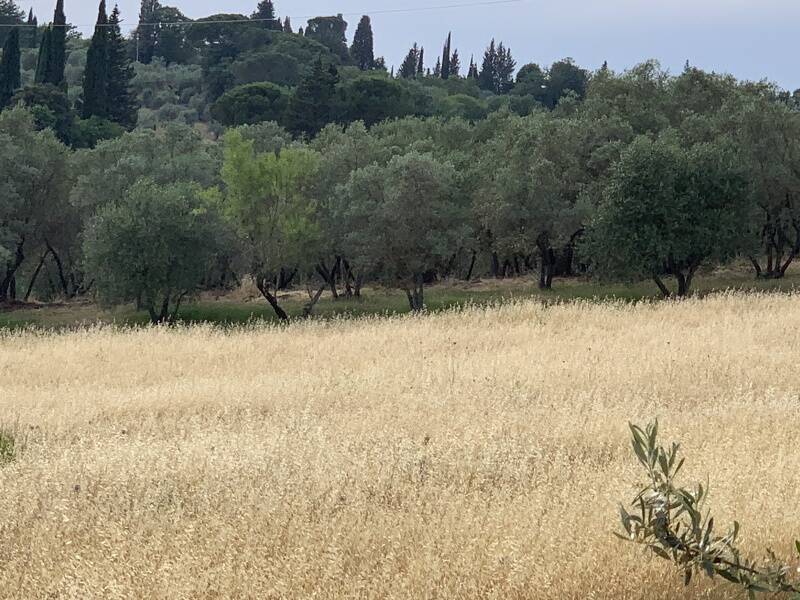 foto principale del terreno