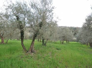 foto principale del terreno