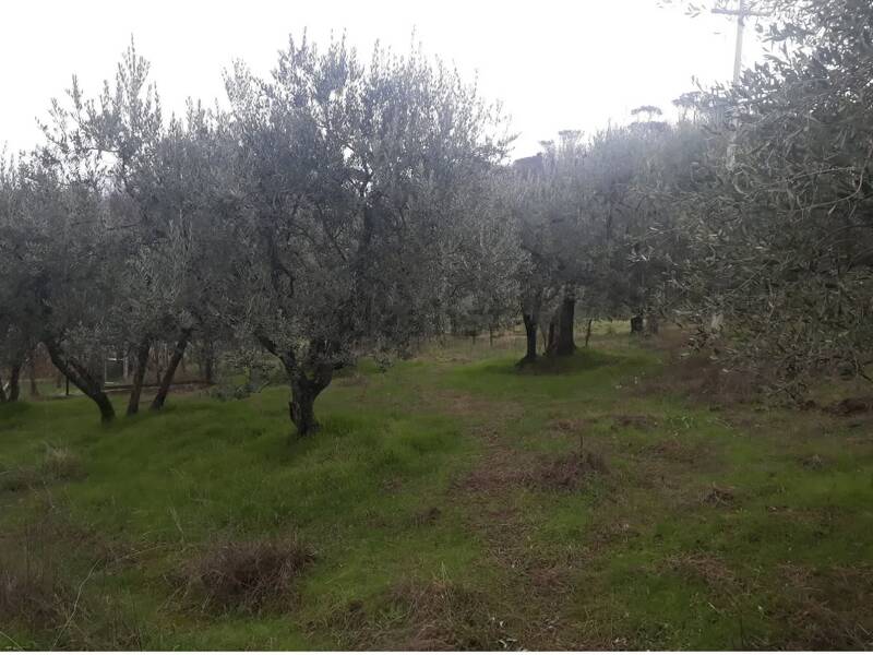 immagine annuncio 1 di 2