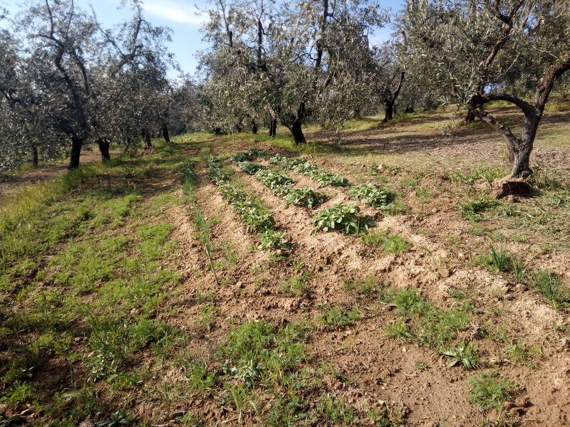 foto principale del terreno