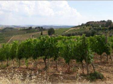 foto principale del terreno