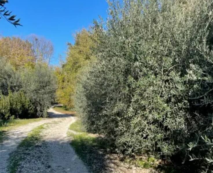 foto principale del terreno