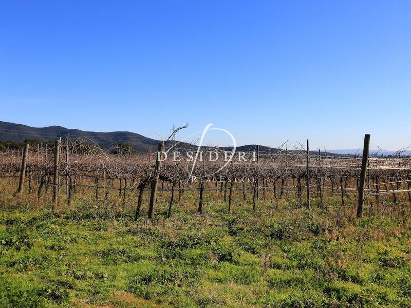 foto principale del terreno