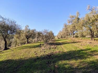 foto principale del terreno