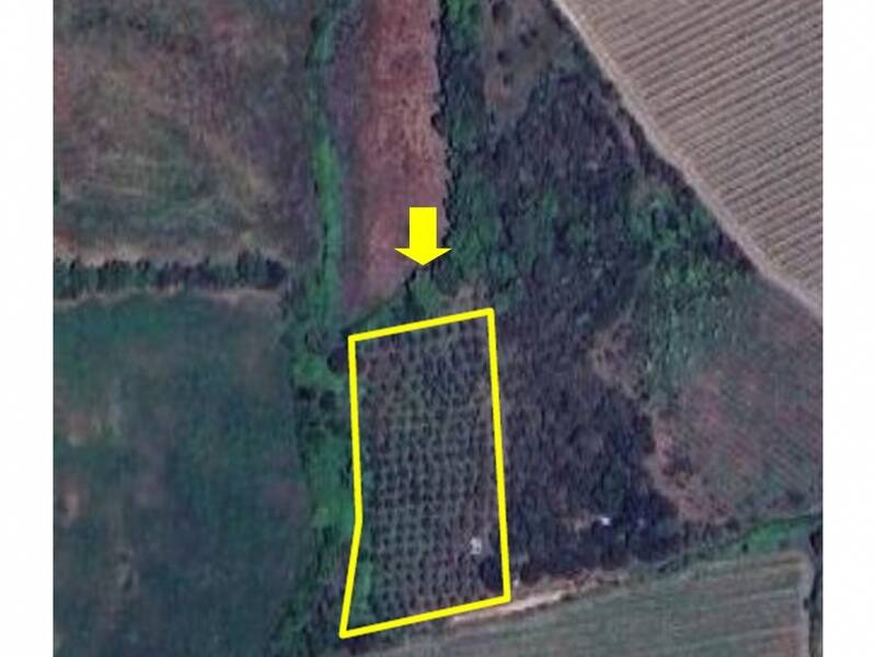 foto principale del terreno