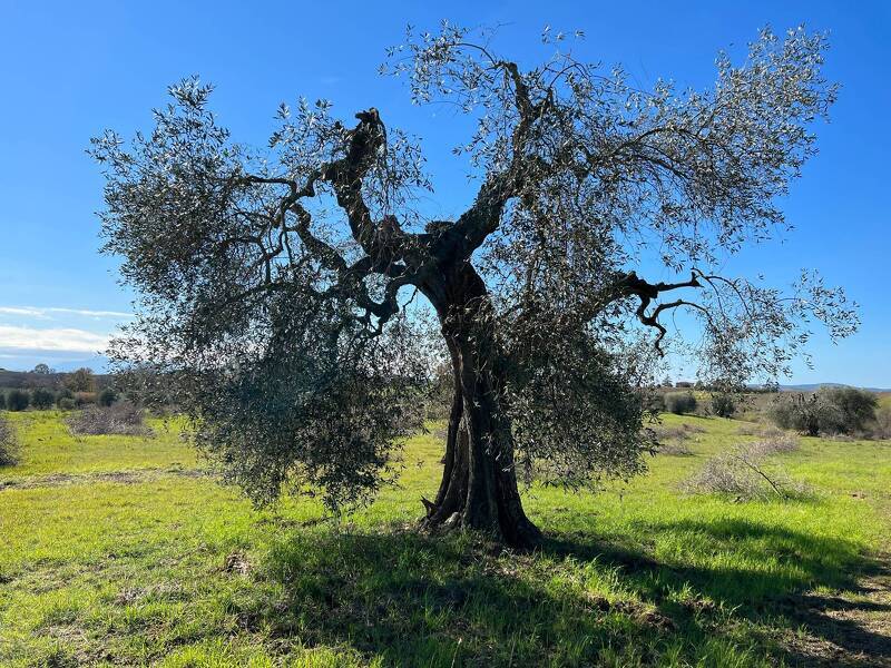 foto principale del terreno