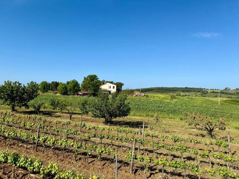 foto principale del terreno