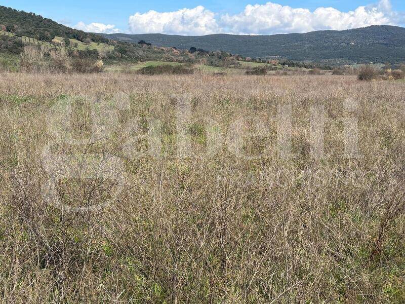 foto principale del terreno