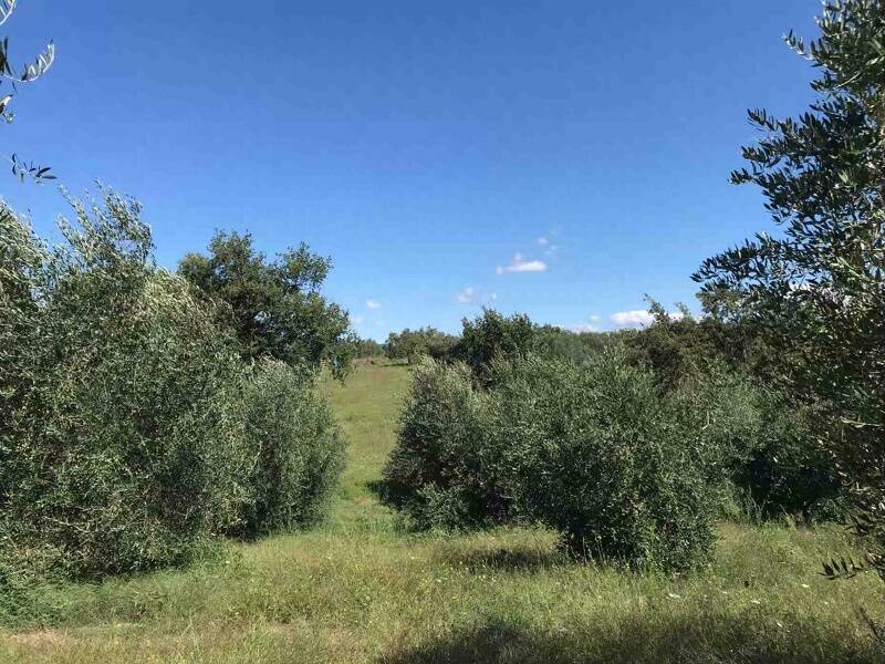 foto principale del terreno