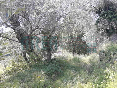 foto principale del terreno