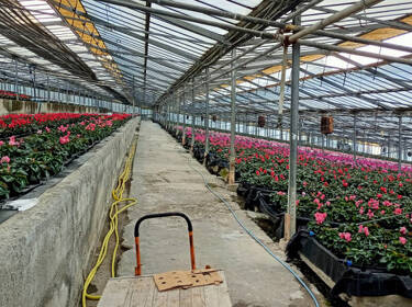 foto principale del terreno