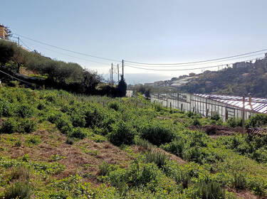 foto principale del terreno