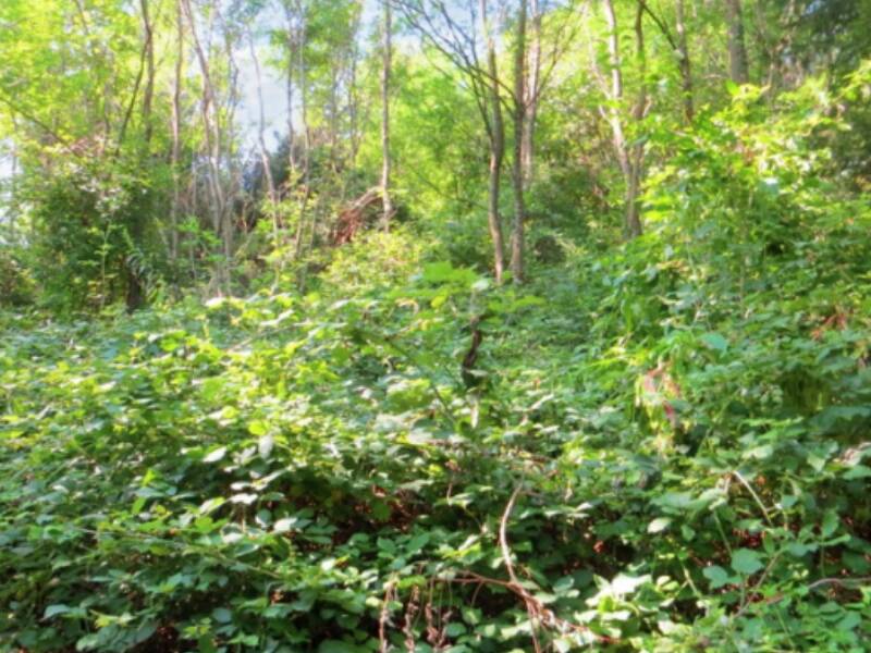 foto principale del terreno