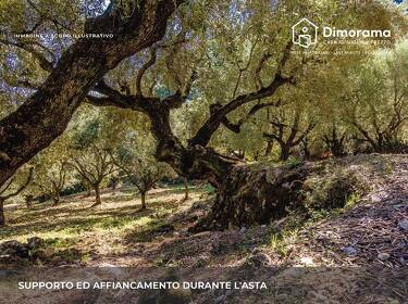 foto principale del terreno