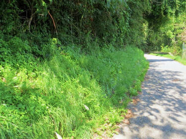 foto principale del terreno