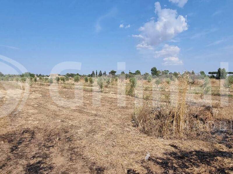 foto principale del terreno