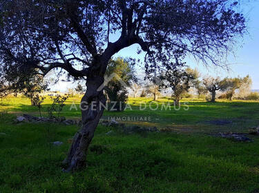 foto principale del terreno