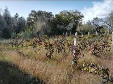 foto principale del terreno