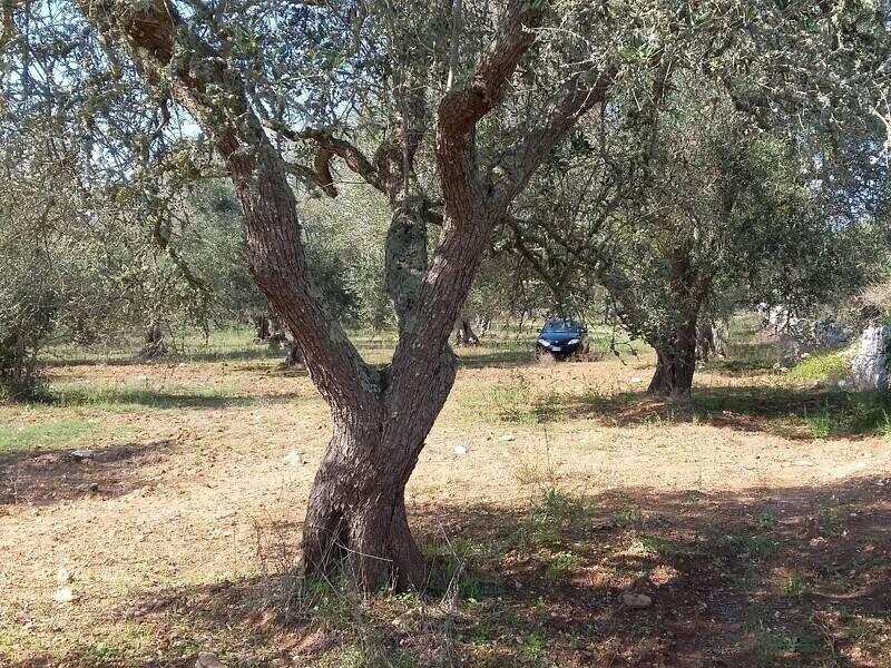 foto principale del terreno