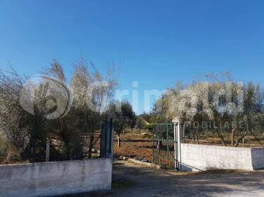 foto principale del terreno