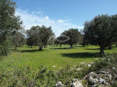 foto principale del terreno