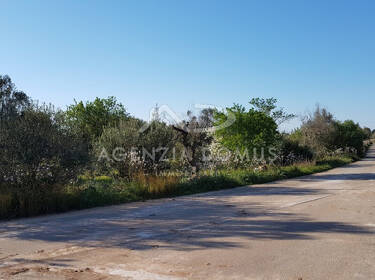 foto principale del terreno