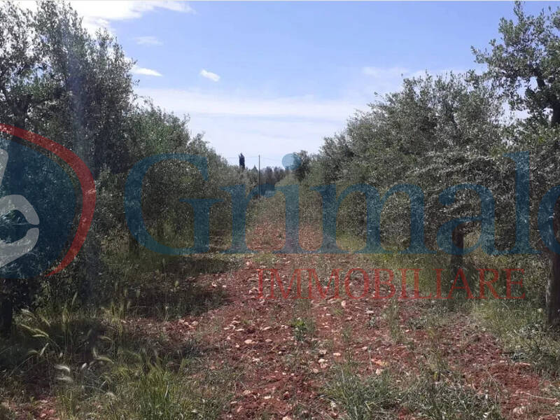 foto principale del terreno