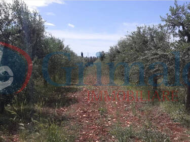 foto principale del terreno