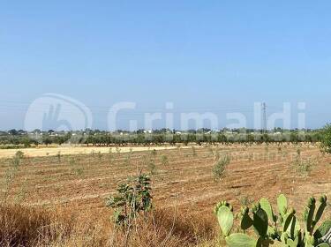 foto principale del terreno