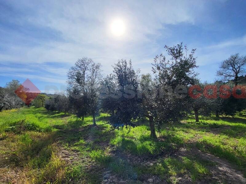 foto principale del terreno