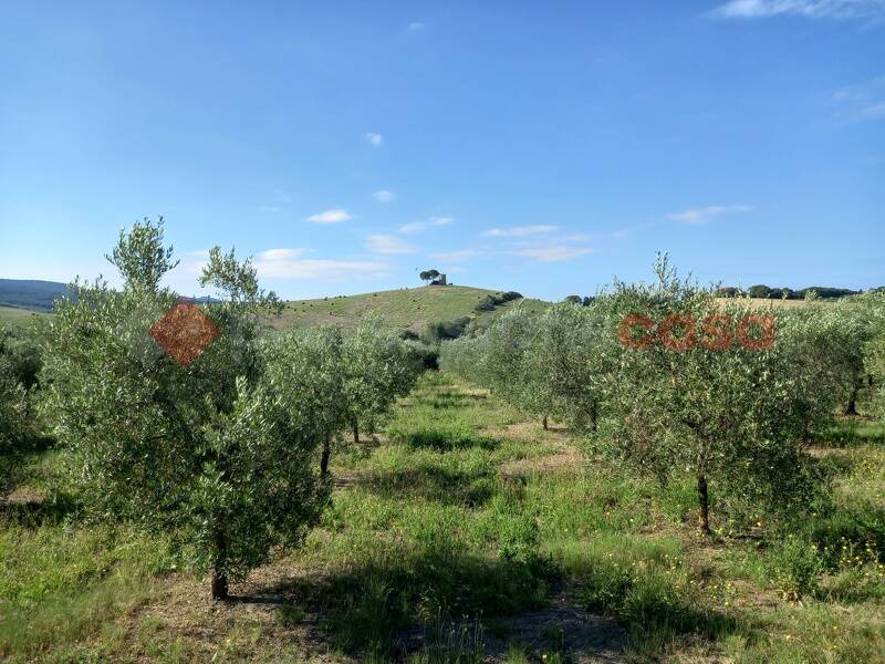 foto principale del terreno