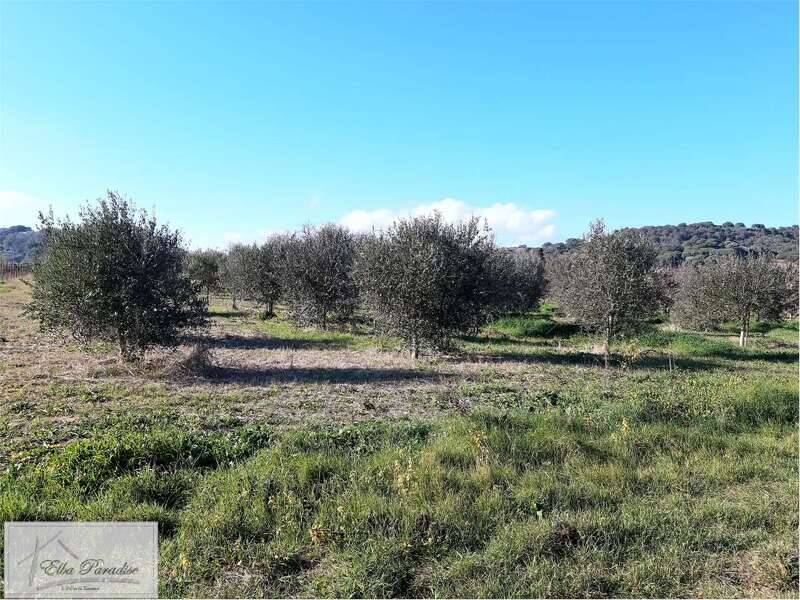 foto principale del terreno